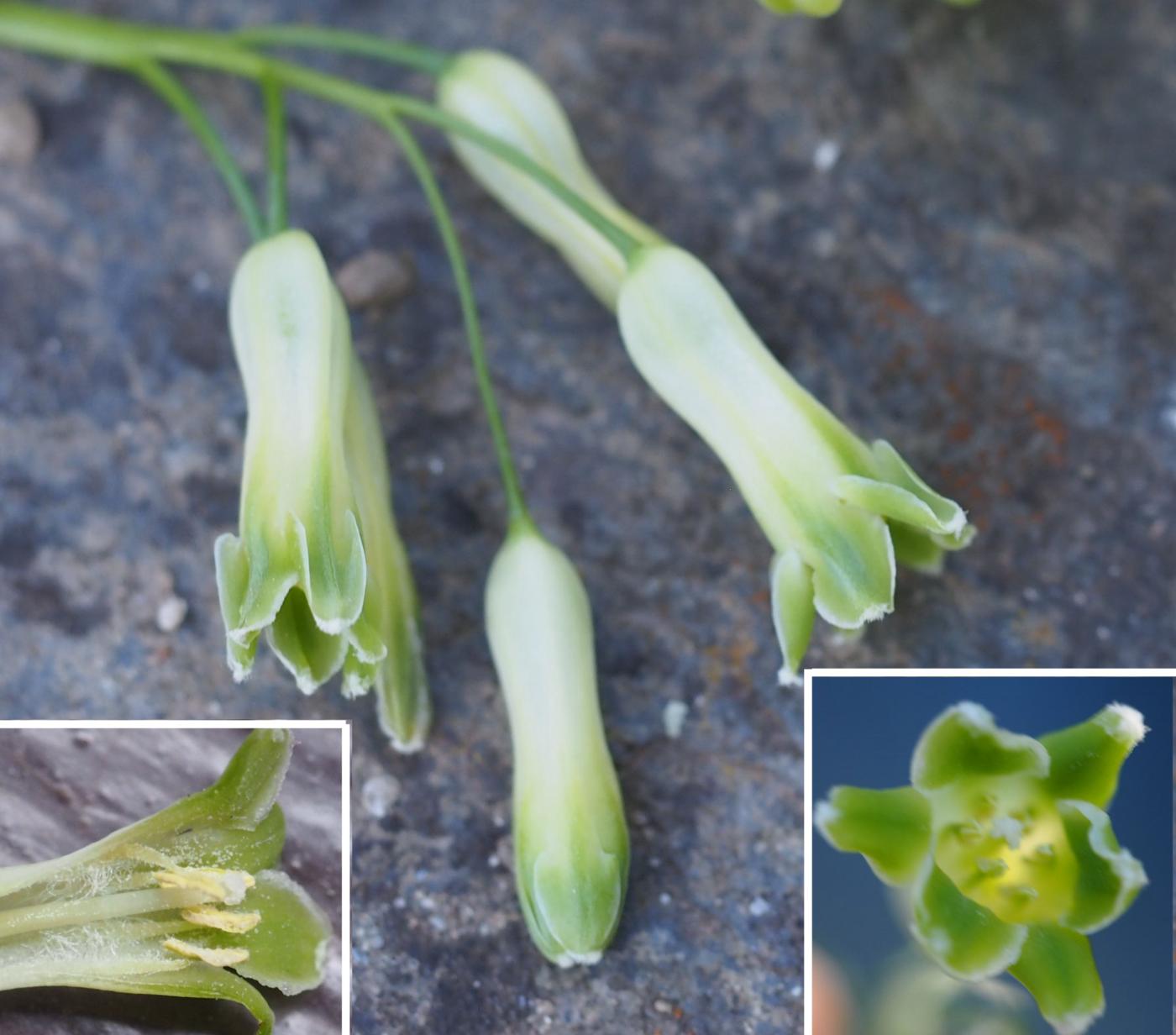 Solomon's-seal, Common flower